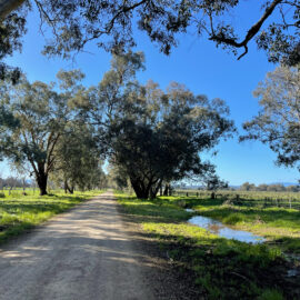 Ride smooth gravel roads on the Vines 2 Vines -Whitfield Milawa gravel route