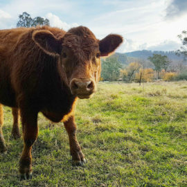 A cow in the Buckland Valley